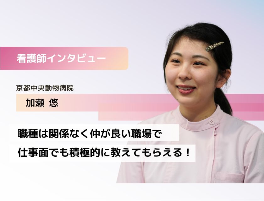 看護師 加瀬さん(京都中央動物病院)